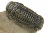 Spiny Dicranurus Trilobite With Crotalocephalina #312742-2